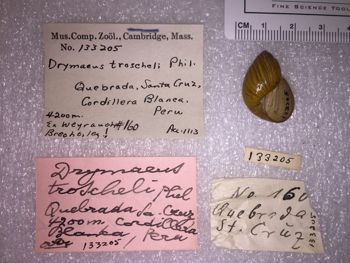 Media type: image; Malacology 133205 Description: 133205_Drymaeus_troscheli image;